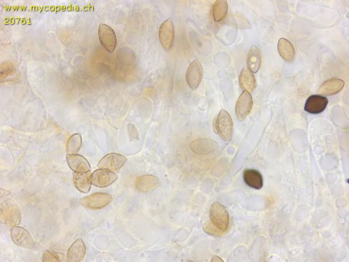 Galerina atkinsoniana - 