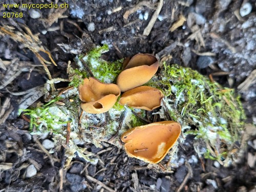 Otidea brevispora -  - KOH 