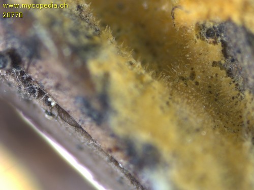 Otidea brevispora - KOH Reaktion - KOH  - 
