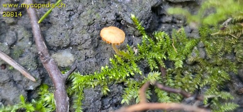 Galerina camerina - 