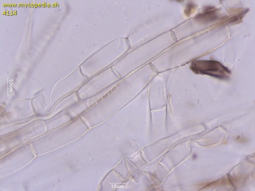 Tricholoma squarrulosum - 