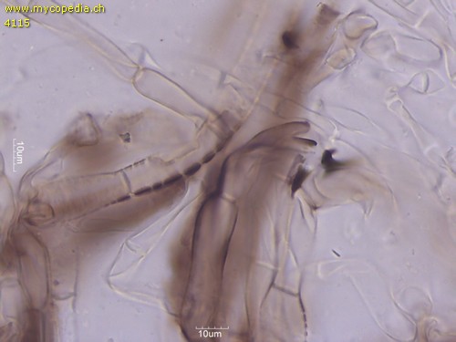 Tricholoma squarrulosum - HDS - 