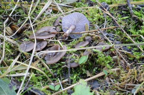 Lyophyllum rancidum - 